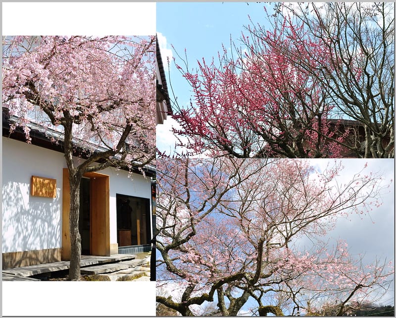 27 京都 哲學之道