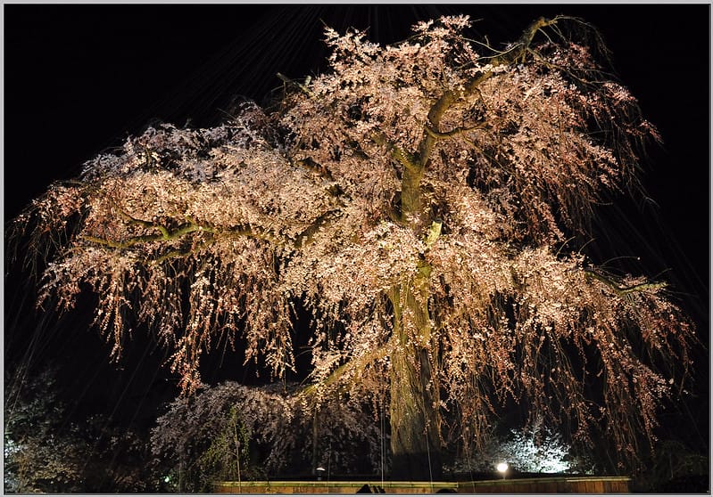 24 京都 圓山公園 枝垂櫻