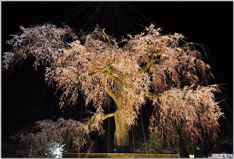 25 京都 圓山公園 枝垂櫻