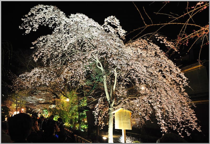 15 京都 白川南通 夜櫻
