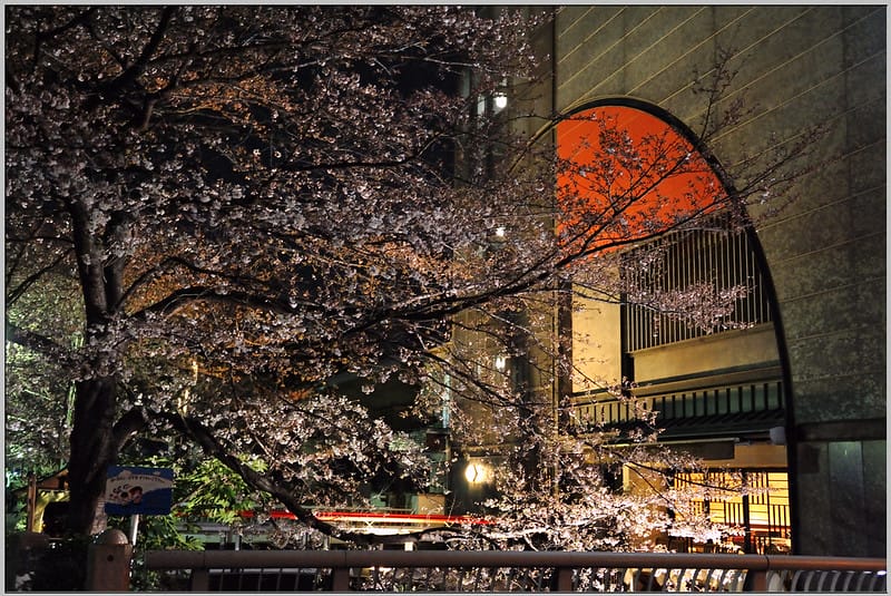 7 京都 花見小路 夜櫻