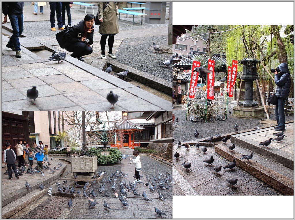 11 京都 六角堂 鴿子