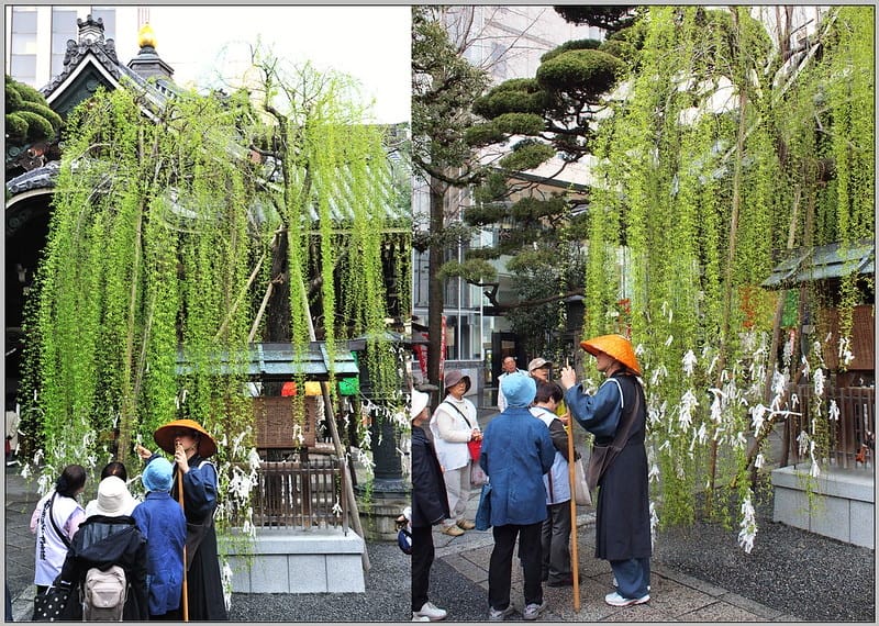 9 京都 六角堂 六角柳