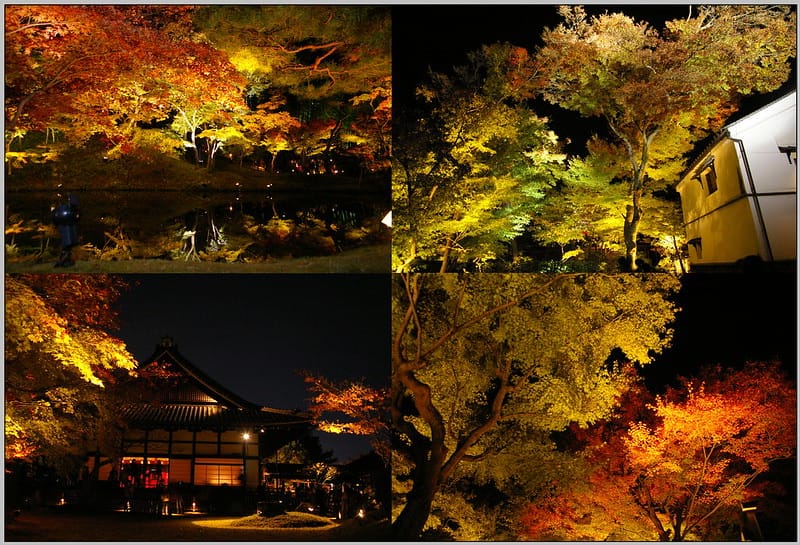 80 京都 二條城 高台寺 2009夜楓