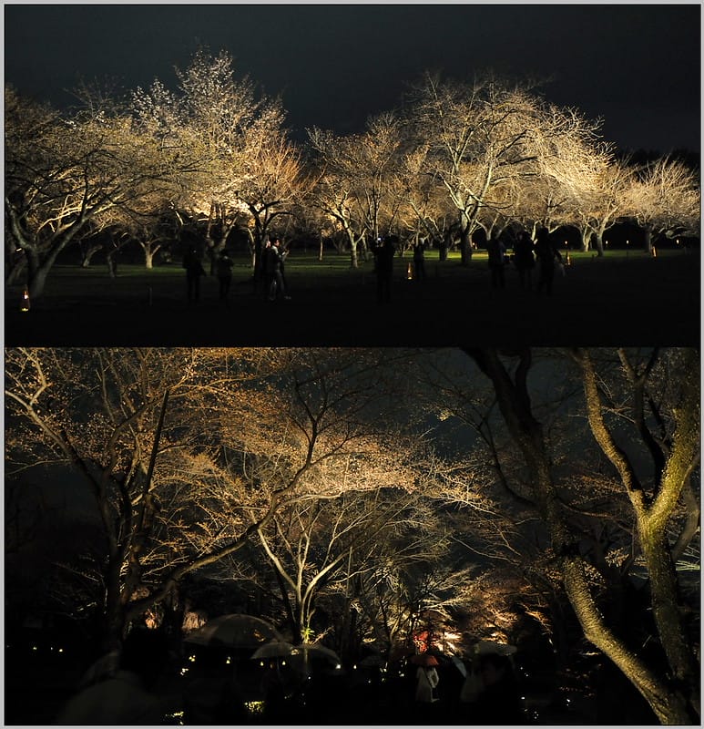 2 京都 二條城 夜櫻