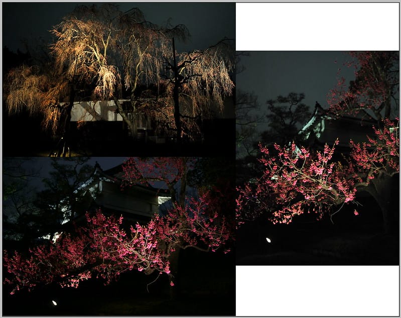 8 京都 二條城 夜櫻