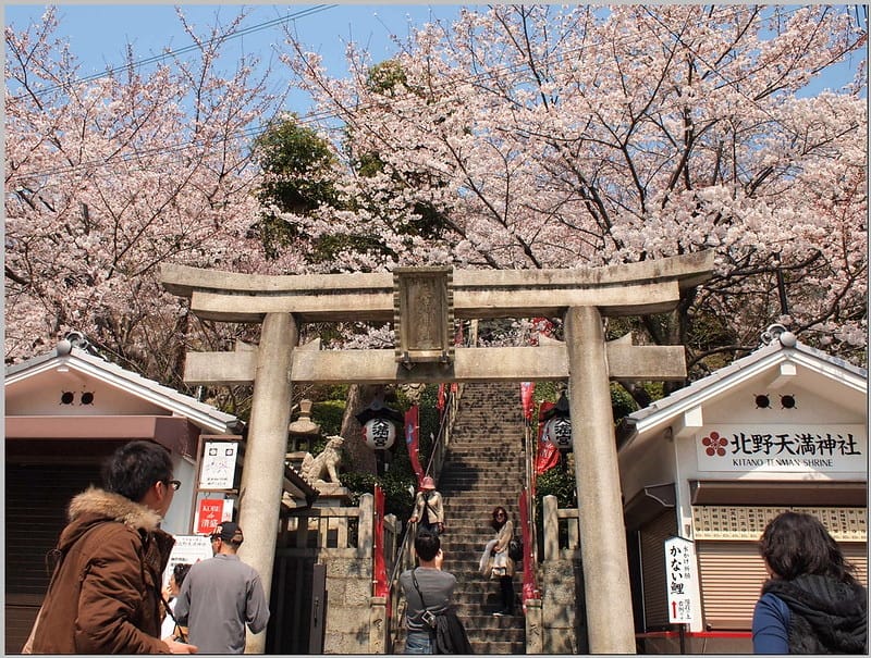 49 神戶 北野天滿神社 櫻花