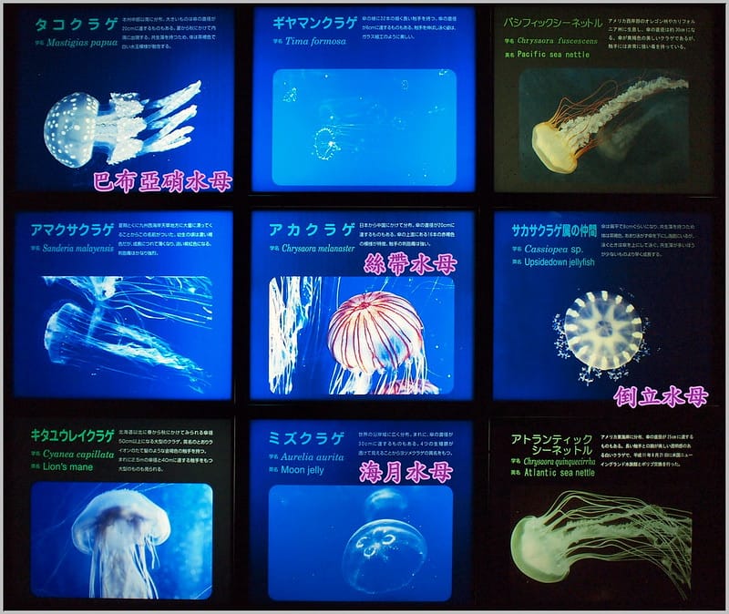 39 大阪海遊館 水母
