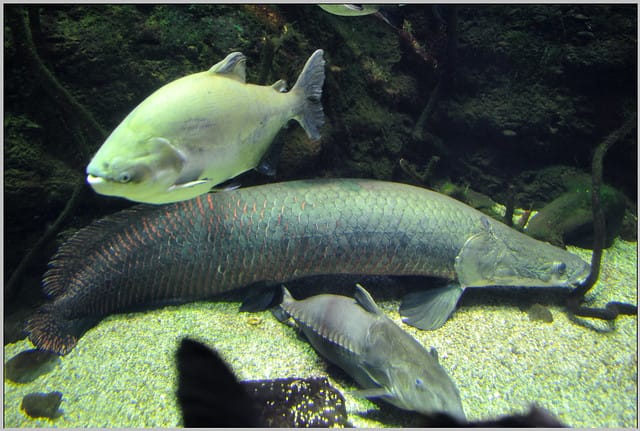 28 大阪海遊館 象魚
