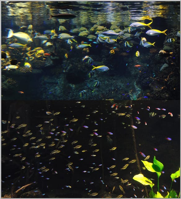 25 大阪海遊館 大堡礁