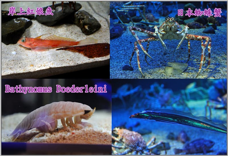 38 大阪海遊館 日本海溝
