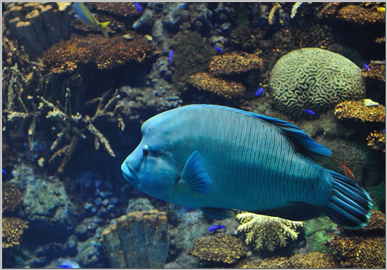 11 大阪海遊館 曲紋唇魚