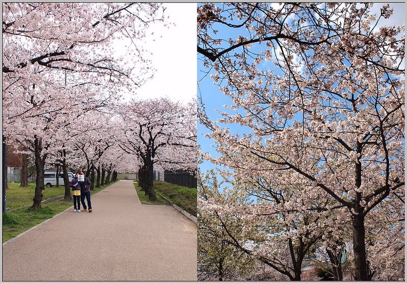 8 大阪 櫻之宮公園