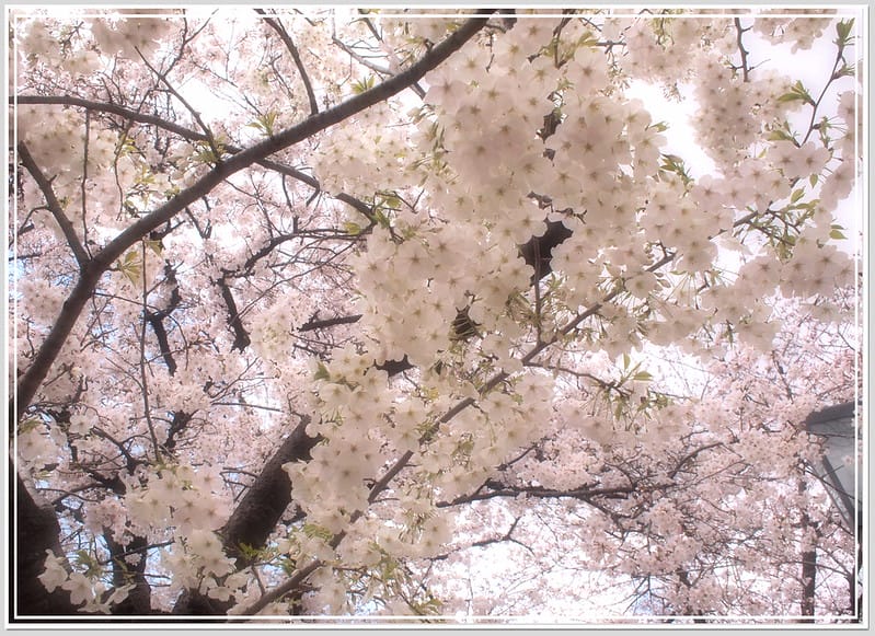 10 大阪 櫻之宮公園