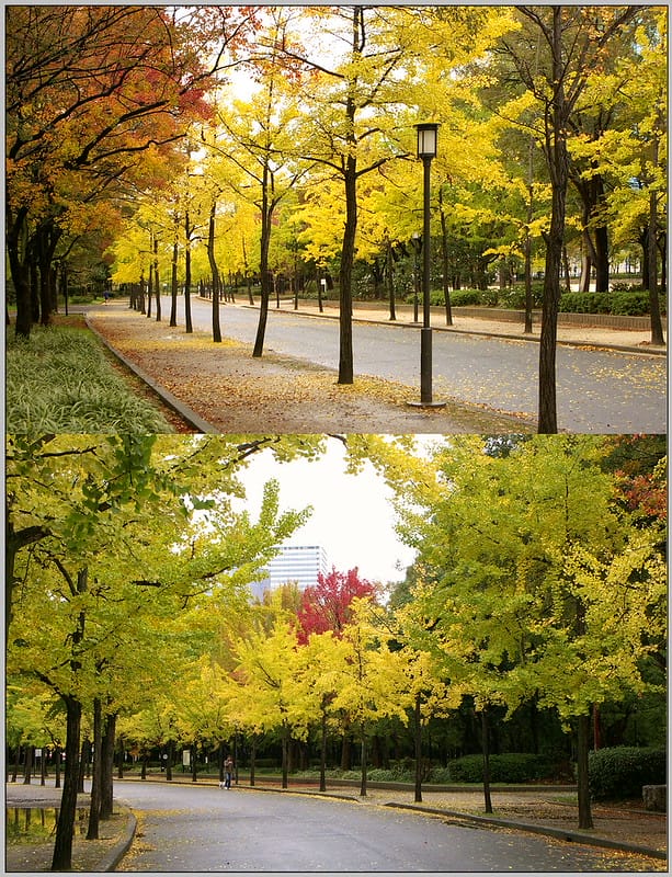 10 大阪城公園 銀杏樹