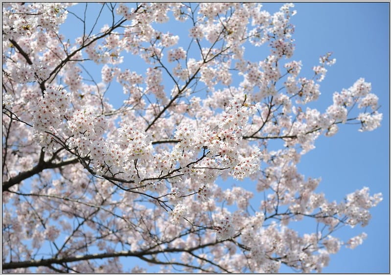 20 大阪城公園 櫻花