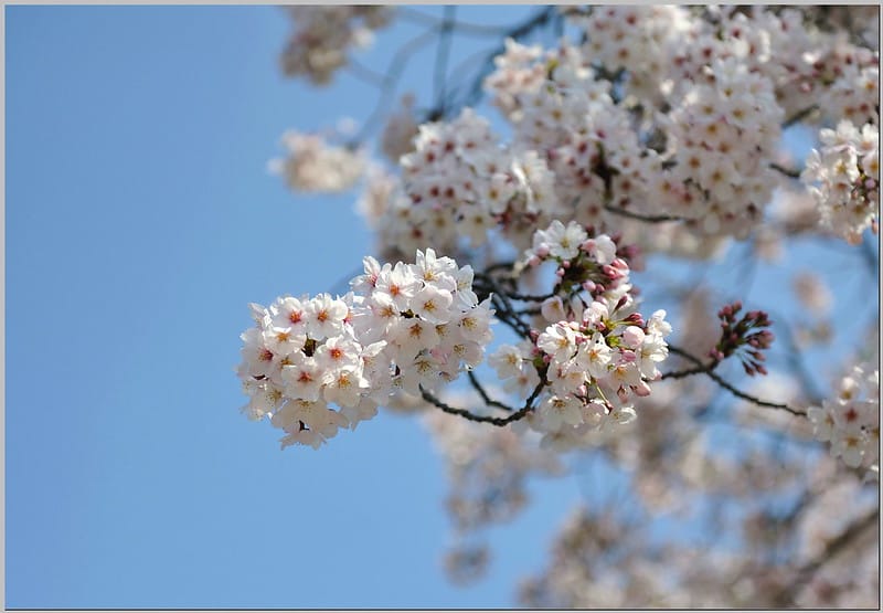 19 大阪城公園 櫻花
