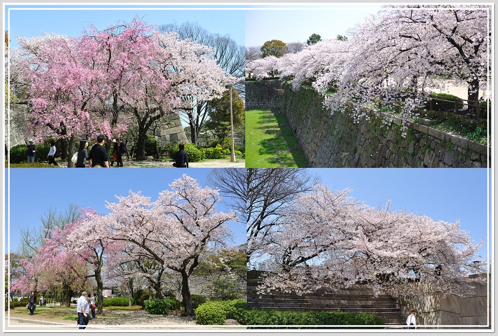 48 大阪城公園 櫻花