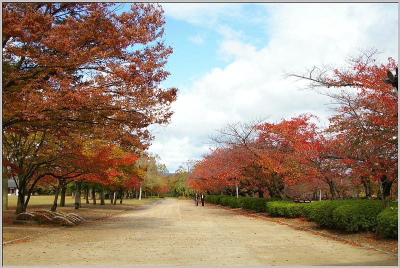 11 大阪城公園 西之丸庭園 楓紅