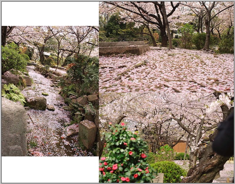 20 大阪 四天王寺 櫻花
