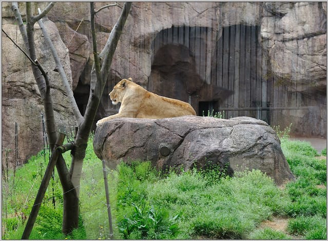 27 大阪 天王寺zoo 獅子