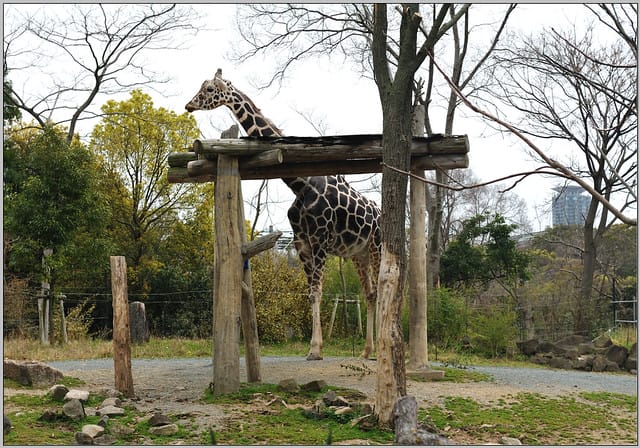 31 大阪 天王寺zoo 長頸鹿
