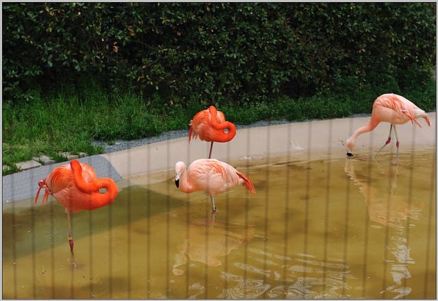 33 大阪 天王寺zoo 火烈鳥