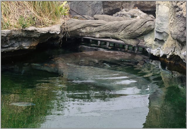 32 大阪 天王寺zoo 河馬