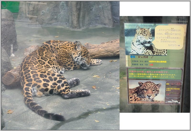 21 大阪 天王寺zoo 豹