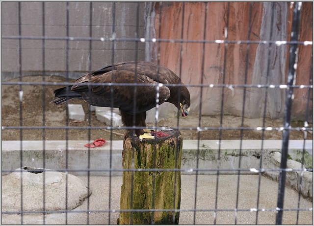 24 大阪 天王寺zoo 老鷹