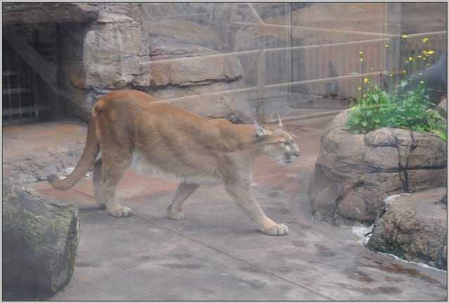 22 大阪 天王寺zoo 豹