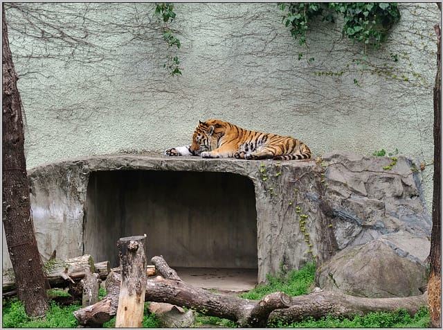 20 大阪 天王寺zoo 老虎