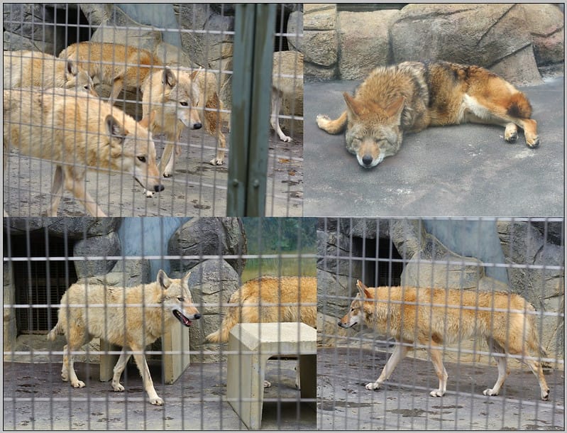 17 大阪 天王寺zoo 狼