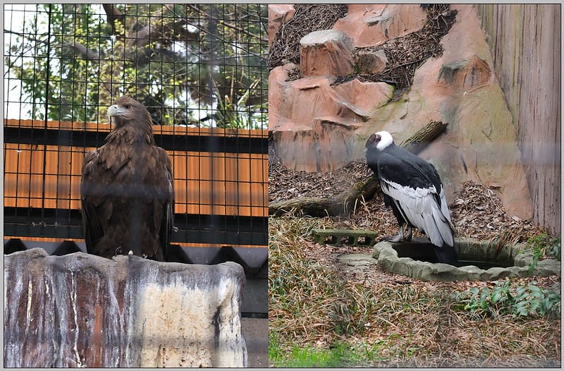 25 大阪 天王寺zoo 老鷹