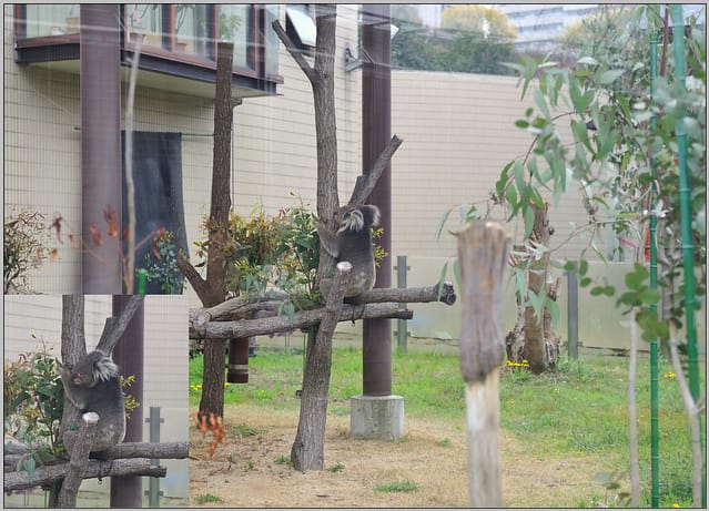 12 大阪 天王寺zoo 無尾熊