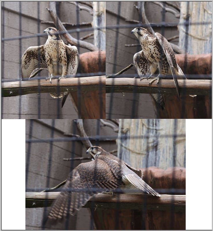 26 大阪 天王寺zoo 獵鷹