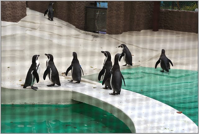 14 大阪 天王寺zoo 黑腳企鵝