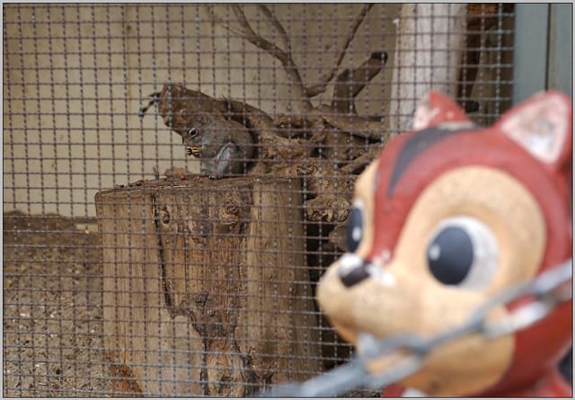 15 大阪 天王寺zoo 松鼠
