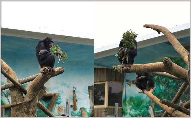 8 大阪 天王寺zoo 類人猿