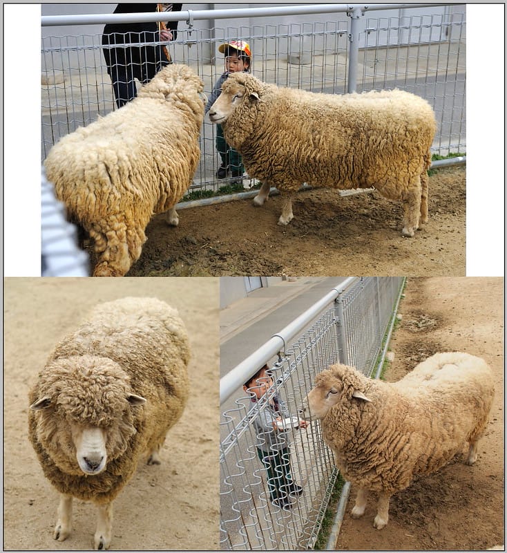 13 大阪 天王寺zoo 綿羊