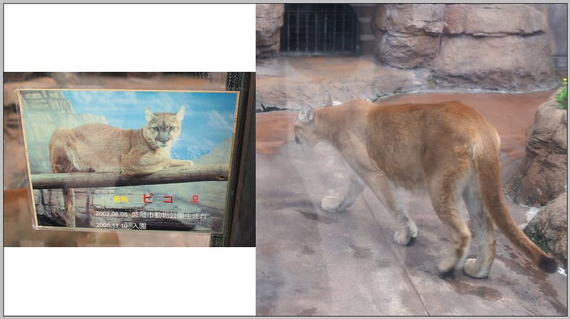 23 大阪 天王寺zoo 豹