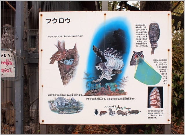 10_1 大阪 天王寺zoo 貓頭鷹