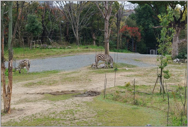 29 大阪 天王寺zoo 斑馬