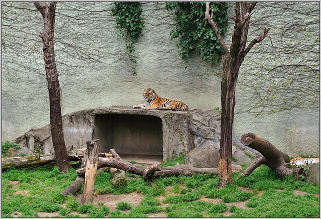 19 大阪 天王寺zoo 老虎