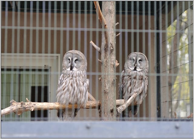 10 大阪 天王寺zoo 貓頭鷹