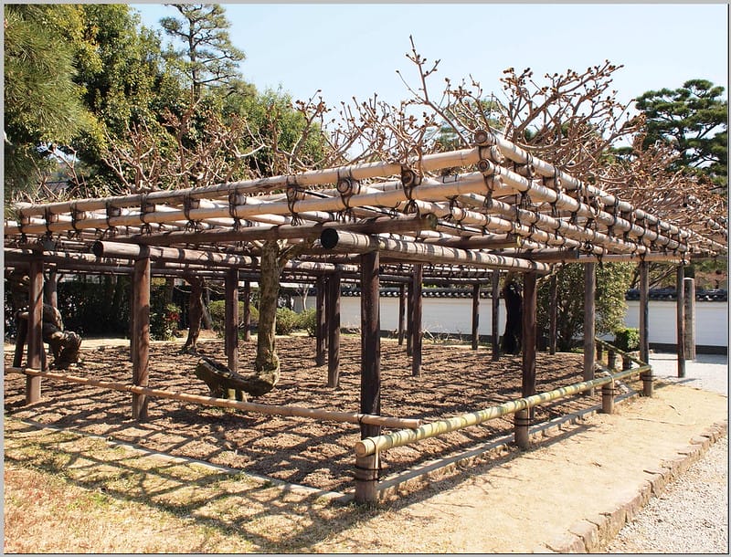 19 平等院 藤棚