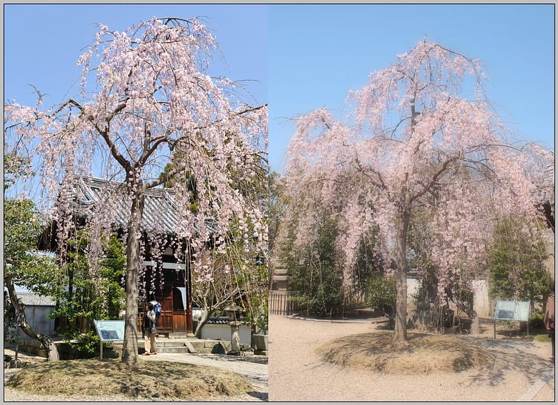 32 平等院 羅漢堂