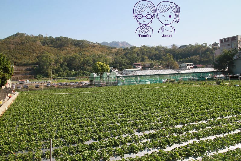 32 苗栗 大湖 草莓園