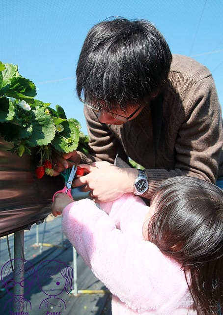 12 莓有良心 採草莓 父女