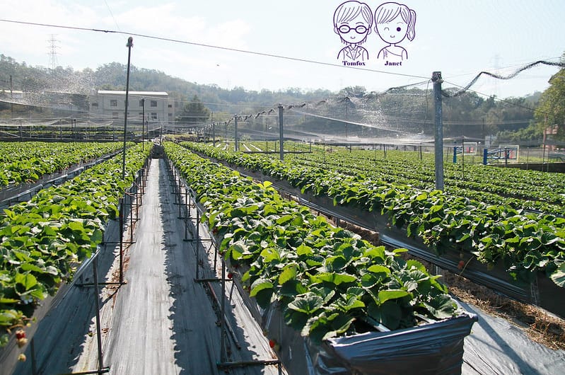 8 莓有良心 高架草莓